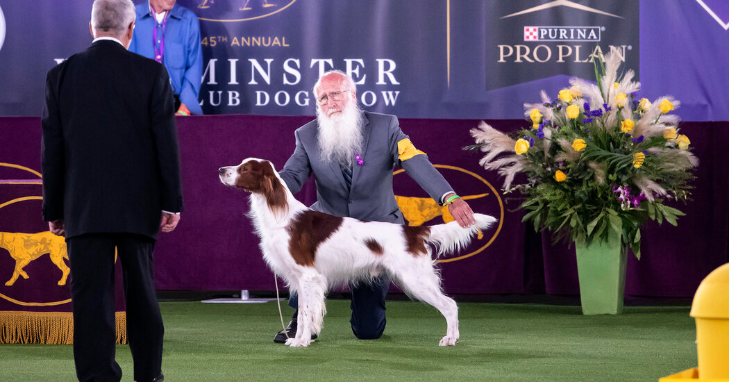 Westminster Dog Show 2021 Live Updates Westie Wins the Terrier Group